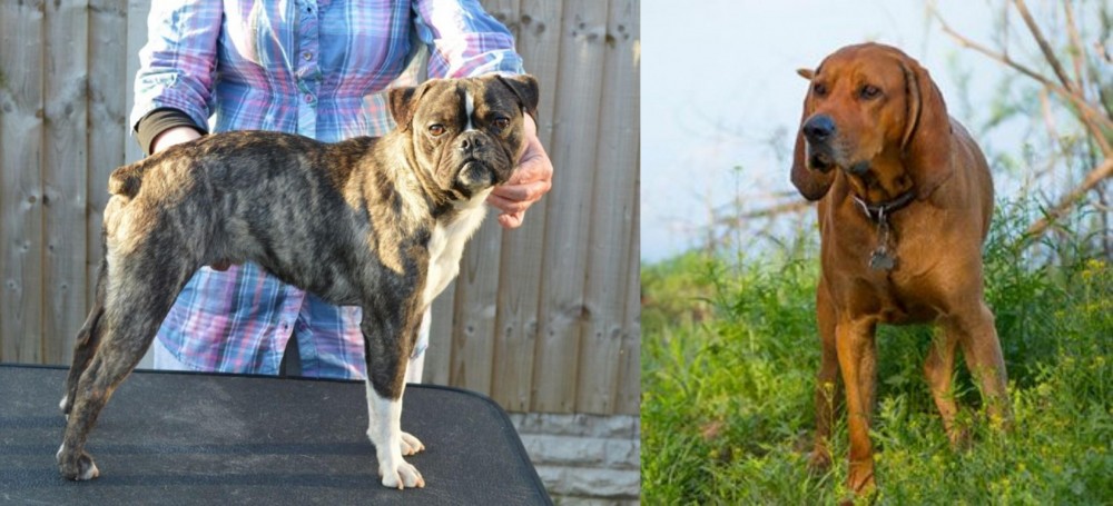 Redbone Coonhound vs Fruggle - Breed Comparison