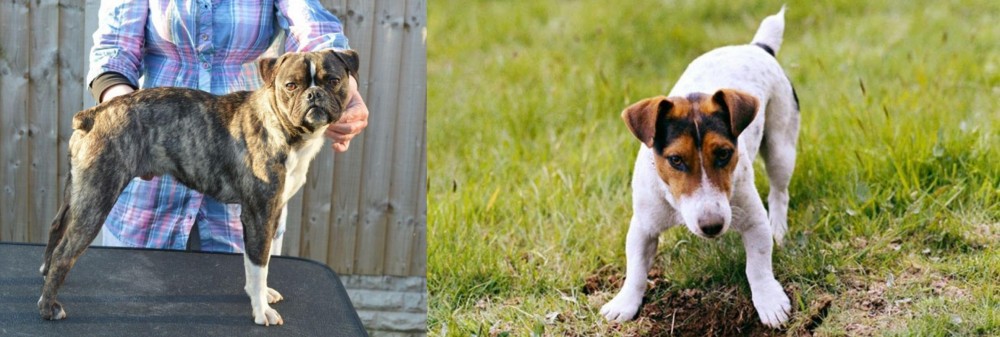 Russell Terrier vs Fruggle - Breed Comparison
