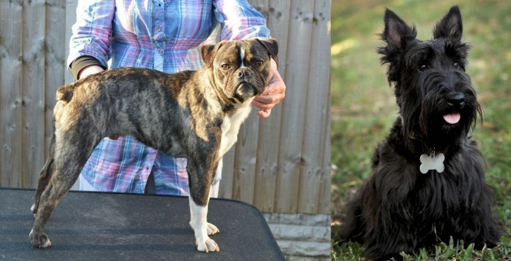 Scoland Terrier vs Fruggle - Breed Comparison