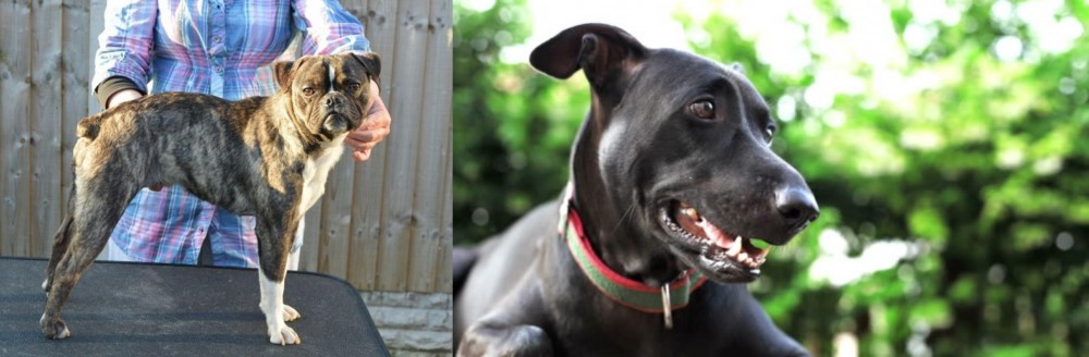 Shepard Labrador vs Fruggle - Breed Comparison