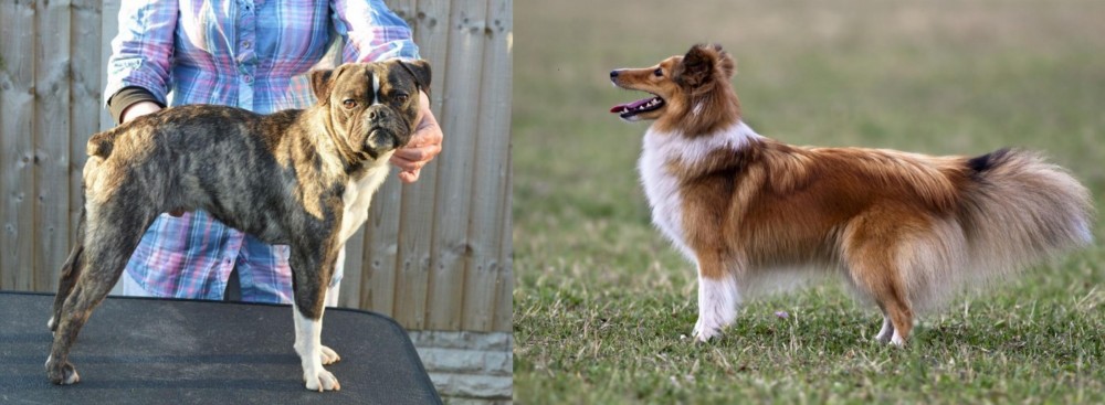 Shetland Sheepdog vs Fruggle - Breed Comparison