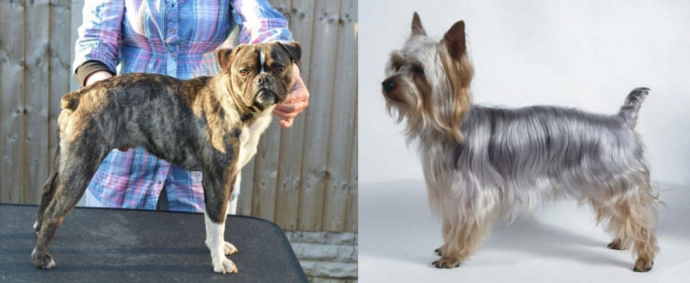 Silky Terrier vs Fruggle - Breed Comparison