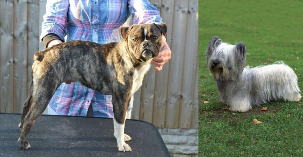Skye Terrier vs Fruggle - Breed Comparison