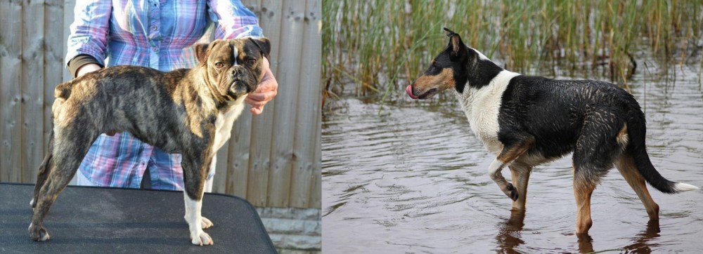 Smooth Collie vs Fruggle - Breed Comparison