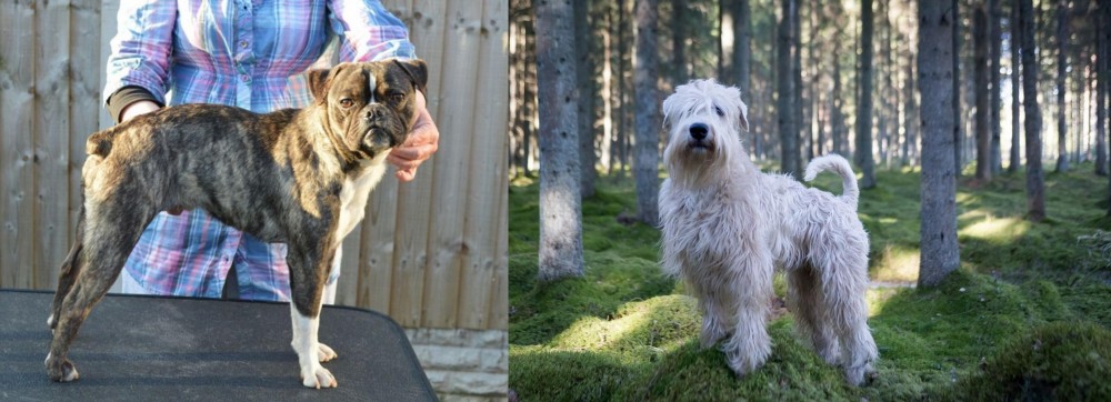Soft-Coated Wheaten Terrier vs Fruggle - Breed Comparison