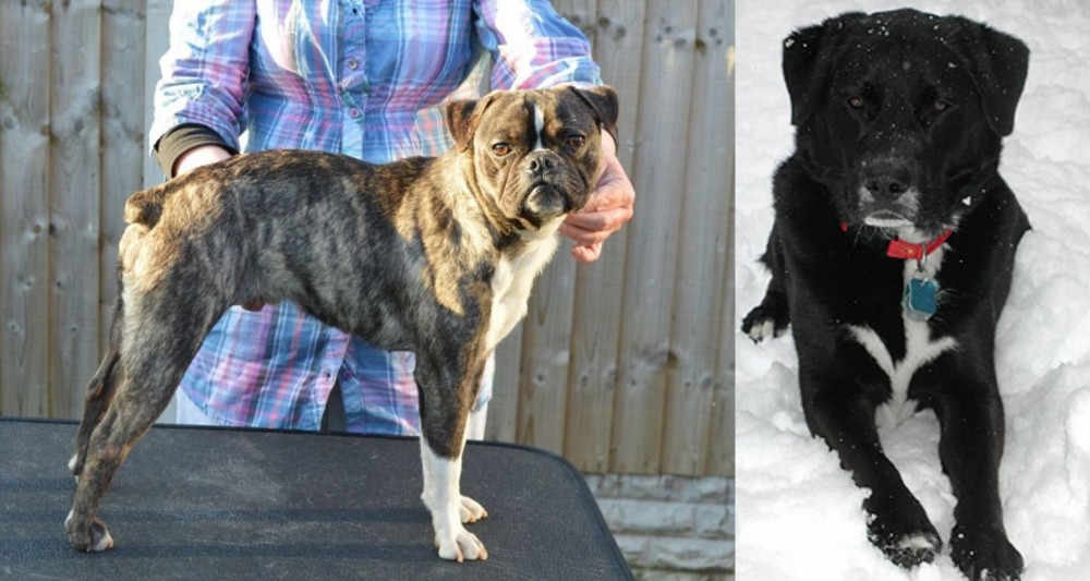 St. John's Water Dog vs Fruggle - Breed Comparison