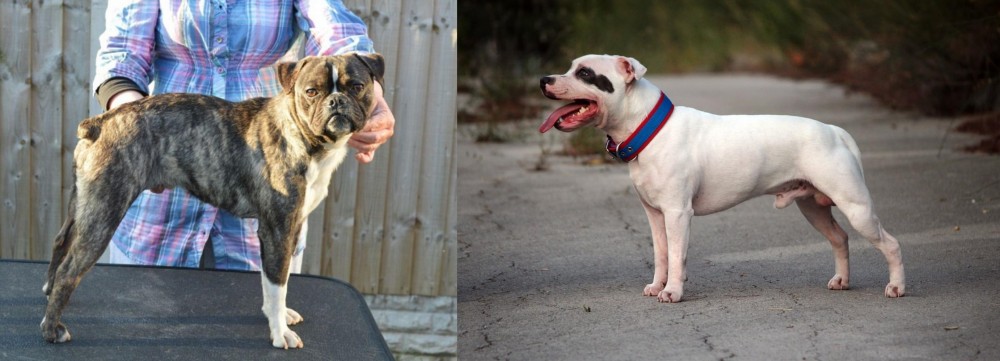 Staffordshire Bull Terrier vs Fruggle - Breed Comparison