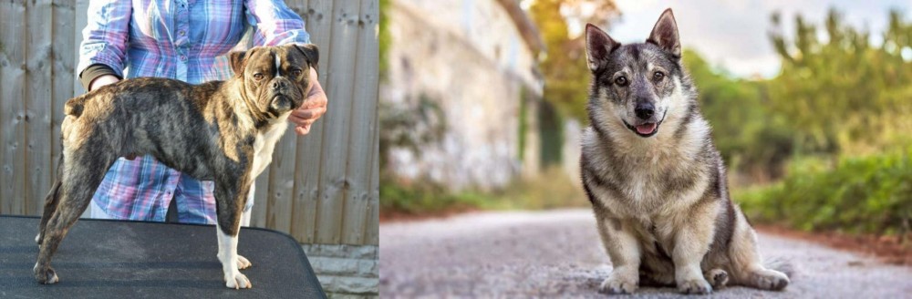 Swedish Vallhund vs Fruggle - Breed Comparison