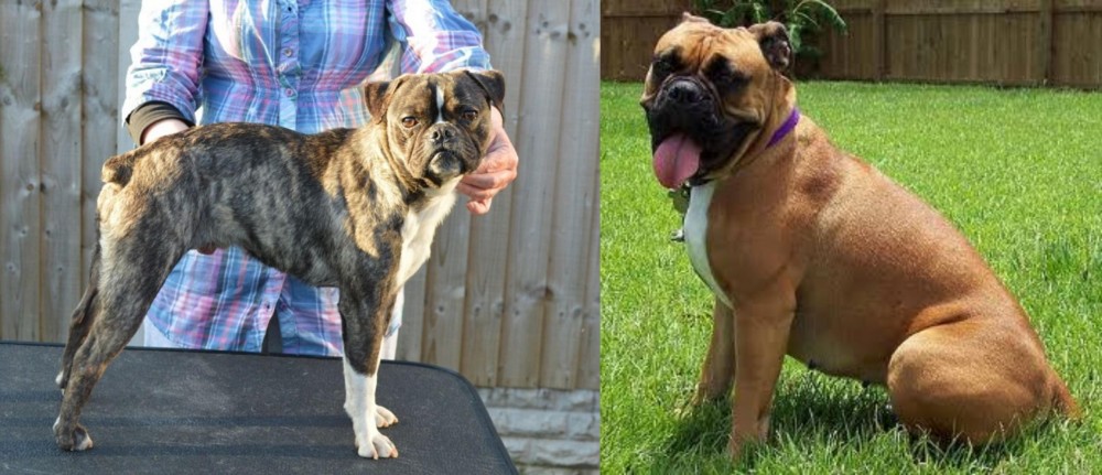 Valley Bulldog vs Fruggle - Breed Comparison