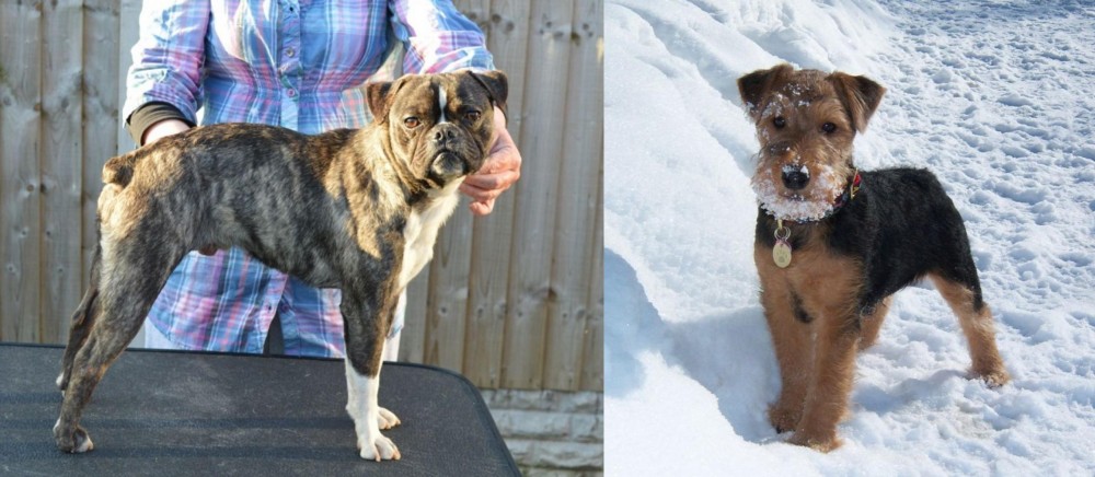 Welsh Terrier vs Fruggle - Breed Comparison