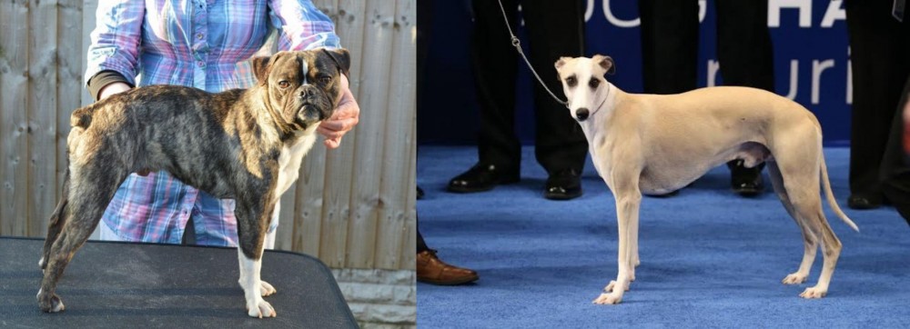 Whippet vs Fruggle - Breed Comparison