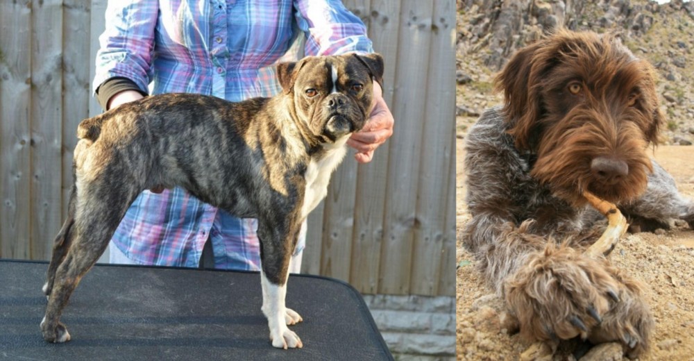 Wirehaired Pointing Griffon vs Fruggle - Breed Comparison