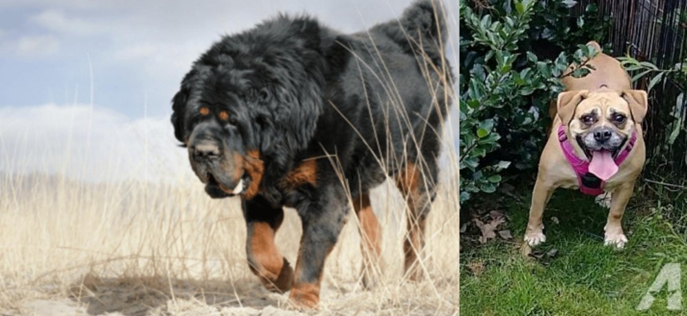 Beabull vs Gaddi Kutta - Breed Comparison