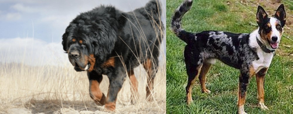 German Coolie vs Gaddi Kutta - Breed Comparison