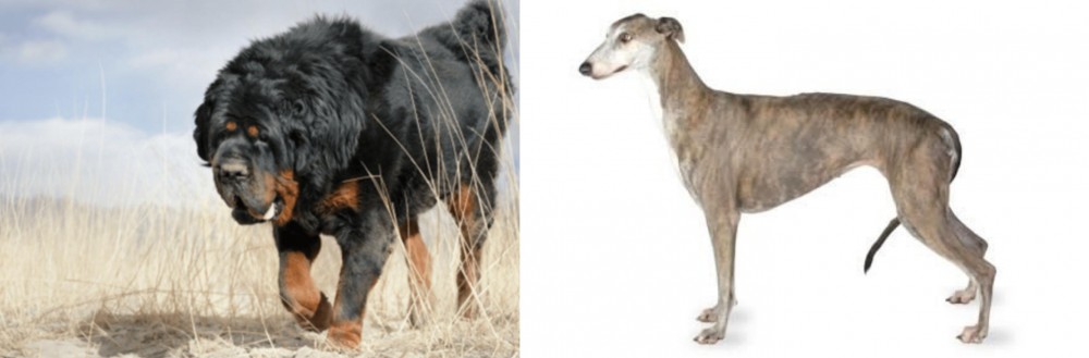 Greyhound vs Gaddi Kutta - Breed Comparison