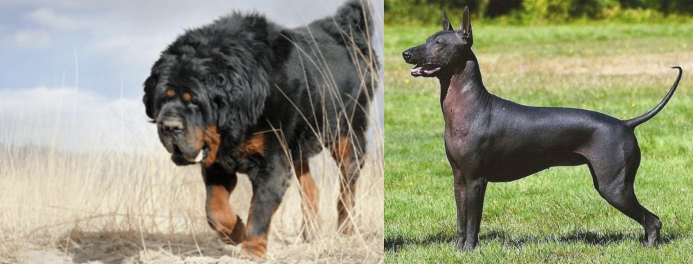 Hairless Khala vs Gaddi Kutta - Breed Comparison