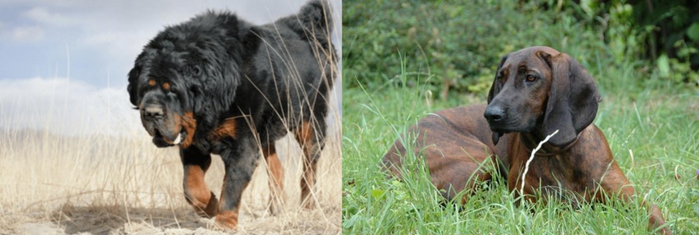 Hanover Hound vs Gaddi Kutta - Breed Comparison
