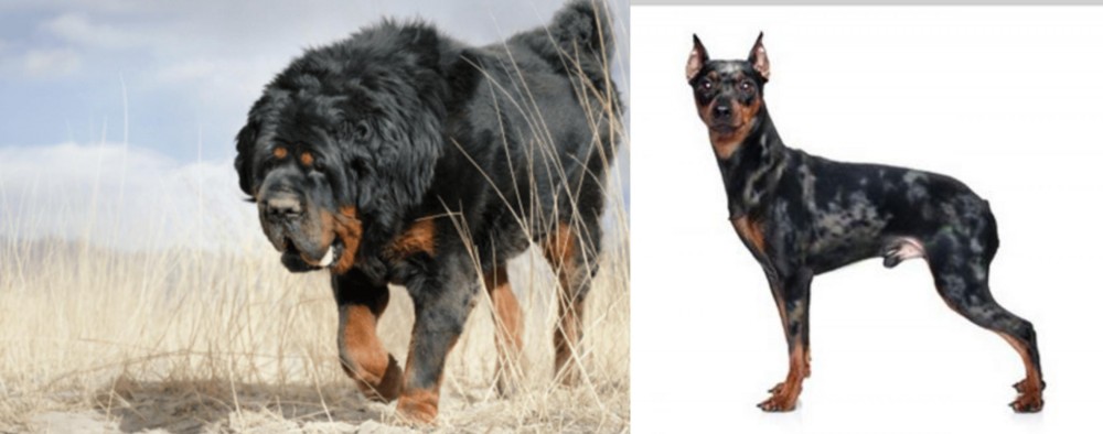 Harlequin Pinscher vs Gaddi Kutta - Breed Comparison