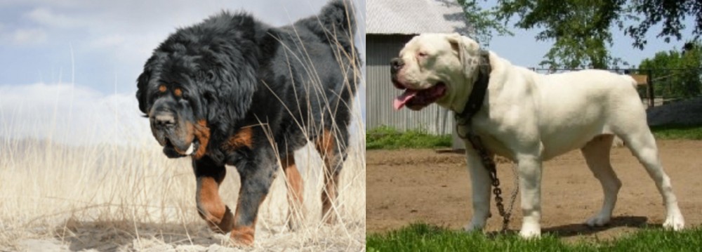 Hermes Bulldogge vs Gaddi Kutta - Breed Comparison