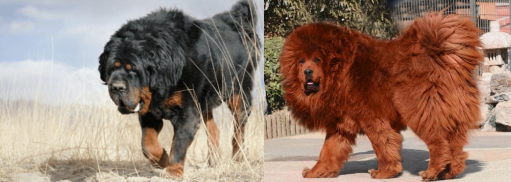 Himalayan Mastiff vs Gaddi Kutta - Breed Comparison