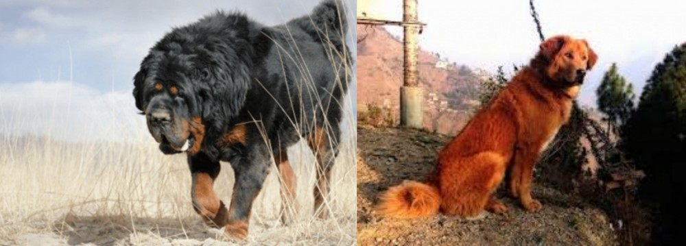 Himalayan Sheepdog vs Gaddi Kutta - Breed Comparison