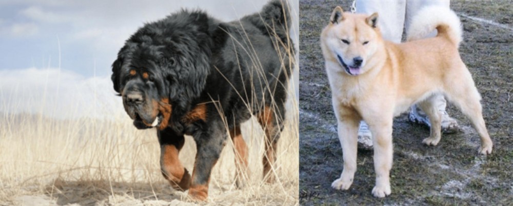 Hokkaido vs Gaddi Kutta - Breed Comparison