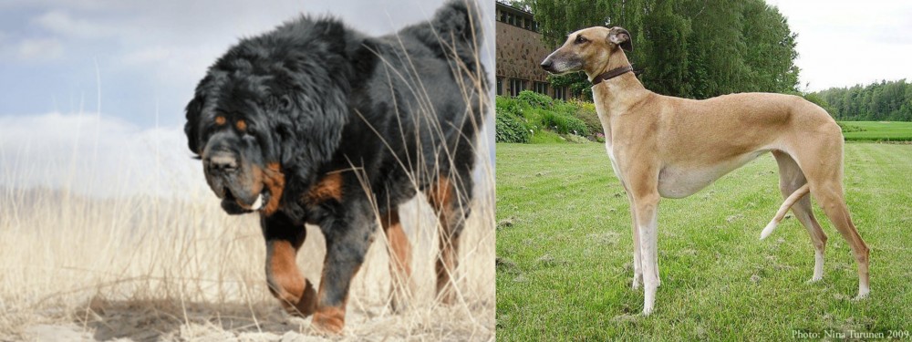 Hortaya Borzaya vs Gaddi Kutta - Breed Comparison