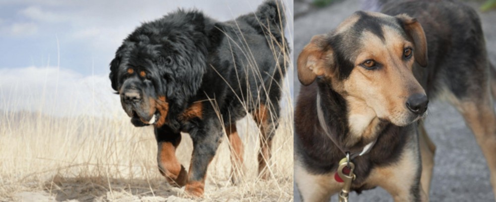 Huntaway vs Gaddi Kutta - Breed Comparison