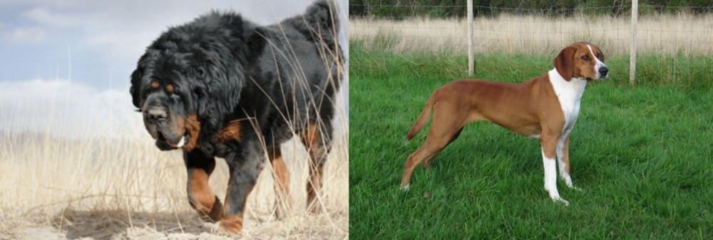 Hygenhund vs Gaddi Kutta - Breed Comparison
