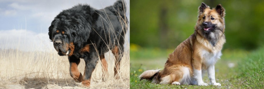 Icelandic Sheepdog vs Gaddi Kutta - Breed Comparison