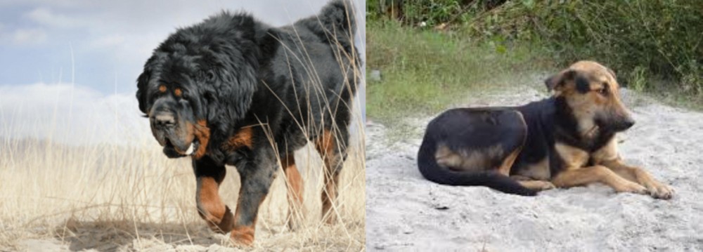 Indian Pariah Dog vs Gaddi Kutta - Breed Comparison