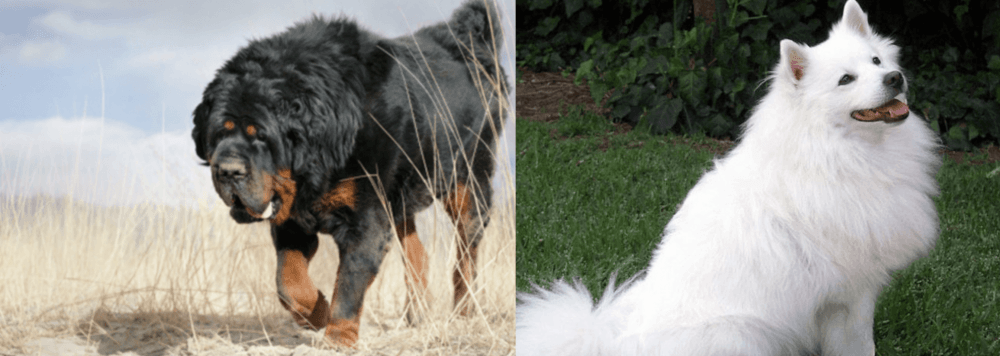 Indian Spitz vs Gaddi Kutta - Breed Comparison