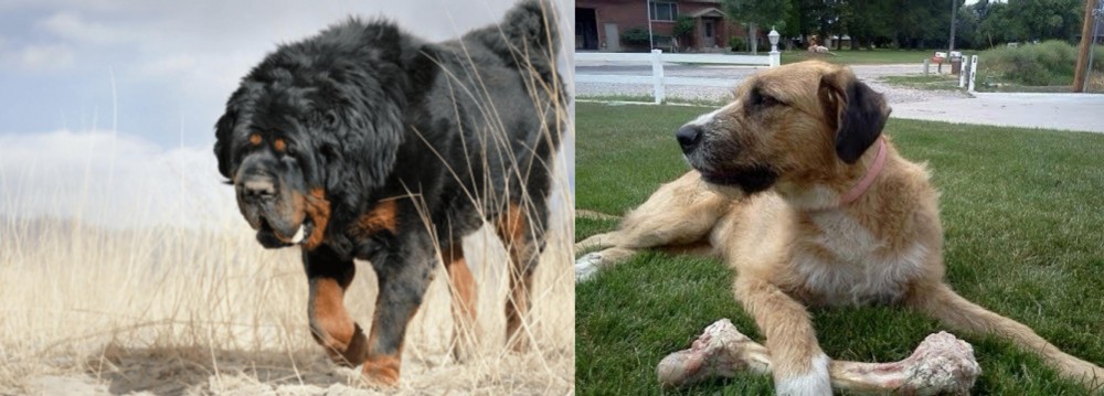 Irish Mastiff Hound vs Gaddi Kutta - Breed Comparison