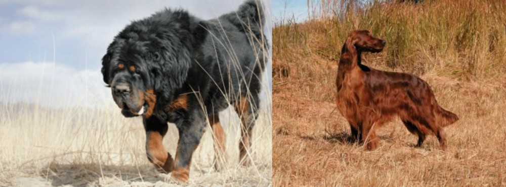 Irish Setter vs Gaddi Kutta - Breed Comparison