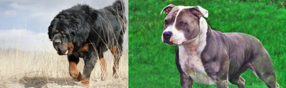 Irish Staffordshire Bull Terrier vs Gaddi Kutta - Breed Comparison