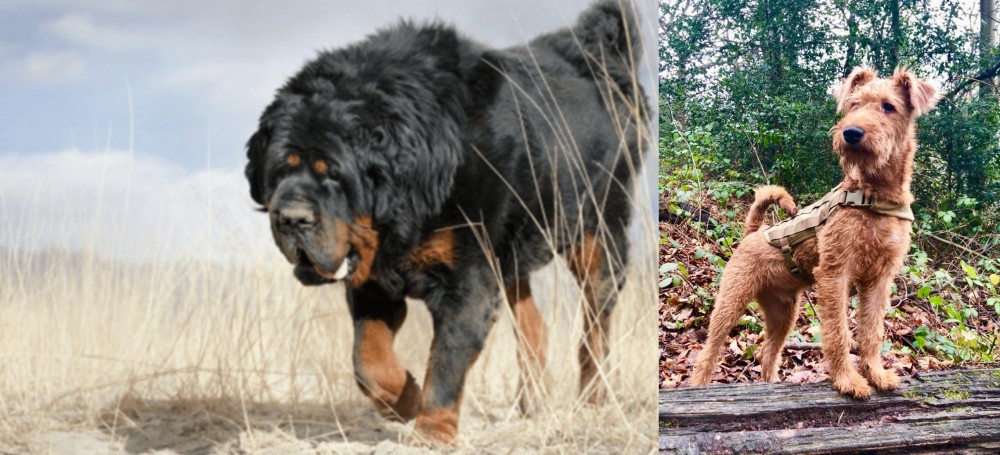 Irish Terrier vs Gaddi Kutta - Breed Comparison