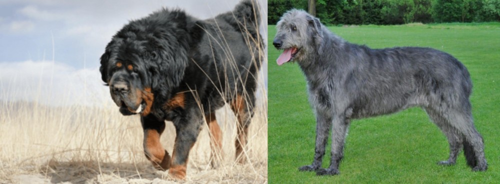 Irish Wolfhound vs Gaddi Kutta - Breed Comparison