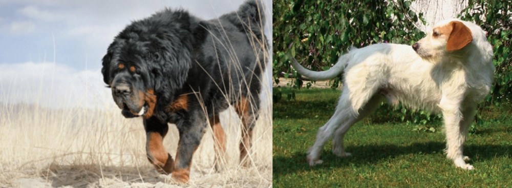 Istarski Ostrodlaki Gonic vs Gaddi Kutta - Breed Comparison