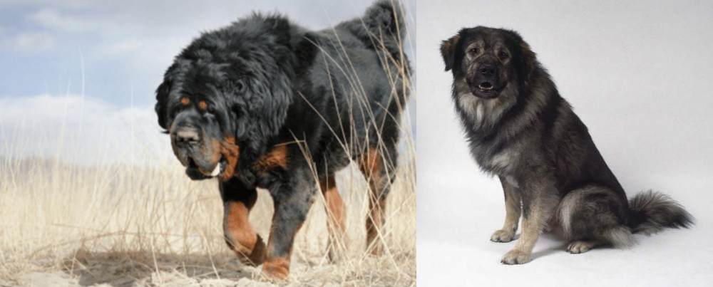Istrian Sheepdog vs Gaddi Kutta - Breed Comparison