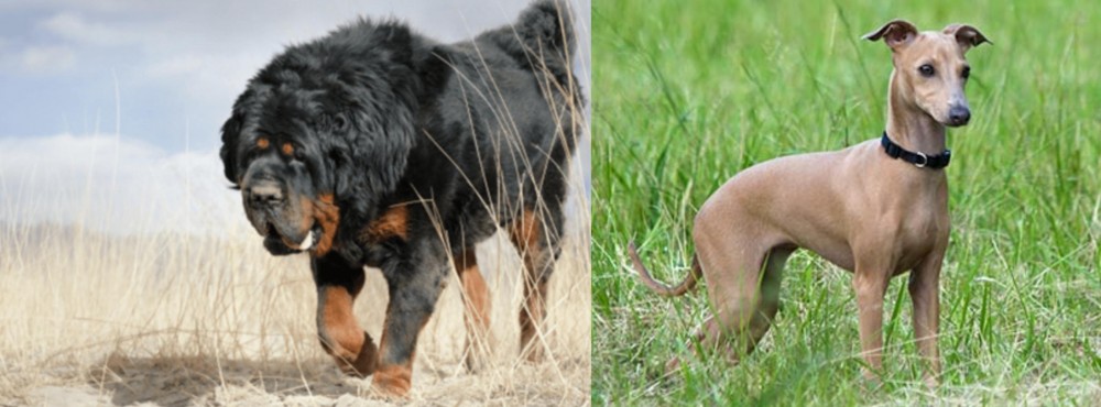 Italian Greyhound vs Gaddi Kutta - Breed Comparison