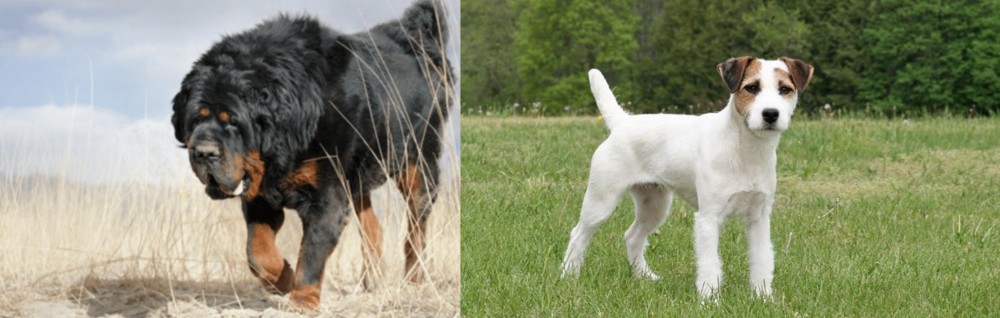 Jack Russell Terrier vs Gaddi Kutta - Breed Comparison