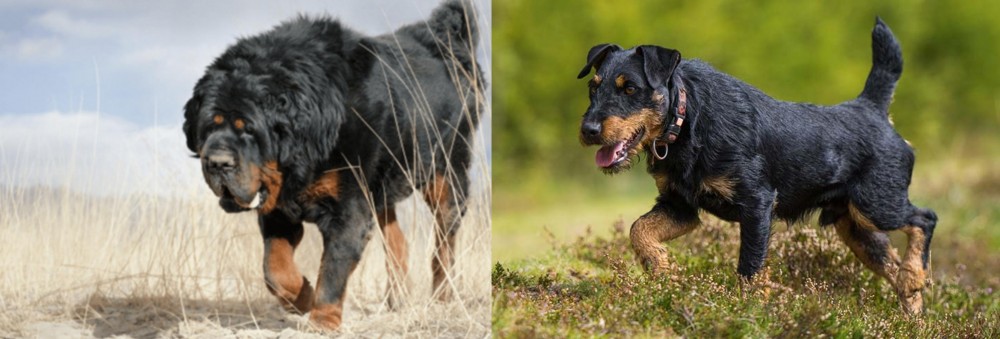 Jagdterrier vs Gaddi Kutta - Breed Comparison