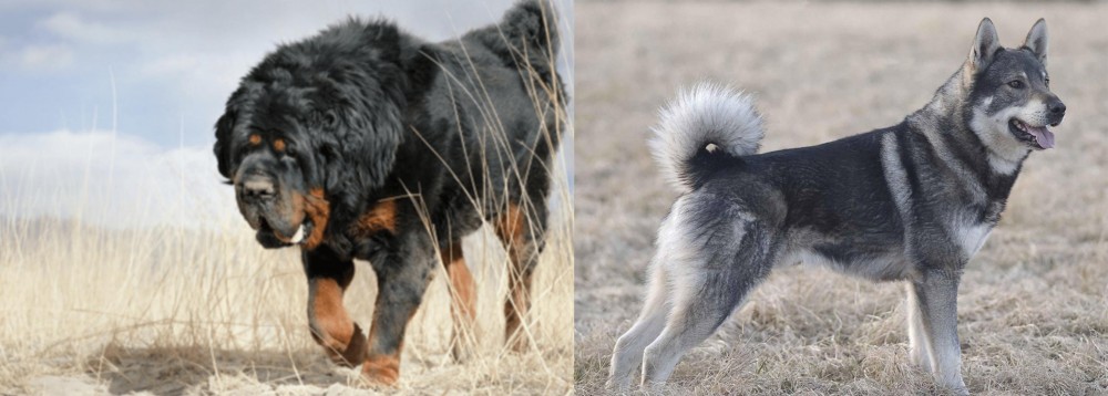 Jamthund vs Gaddi Kutta - Breed Comparison
