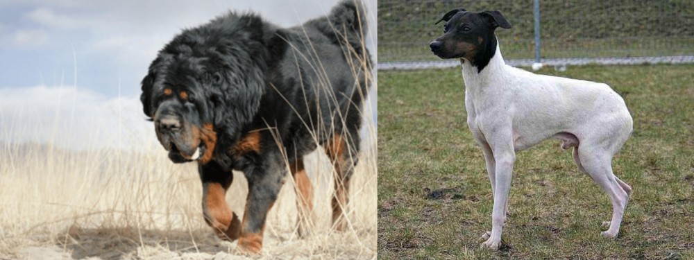 Japanese Terrier vs Gaddi Kutta - Breed Comparison