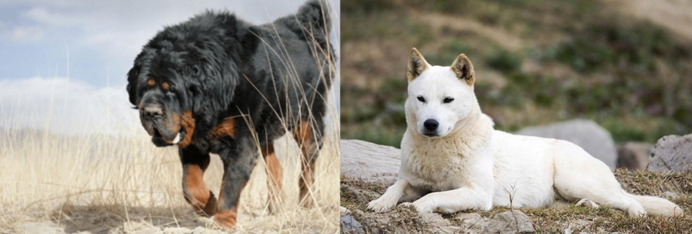 Jindo vs Gaddi Kutta - Breed Comparison