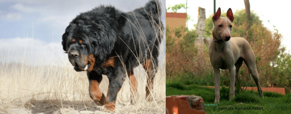 Jonangi vs Gaddi Kutta - Breed Comparison