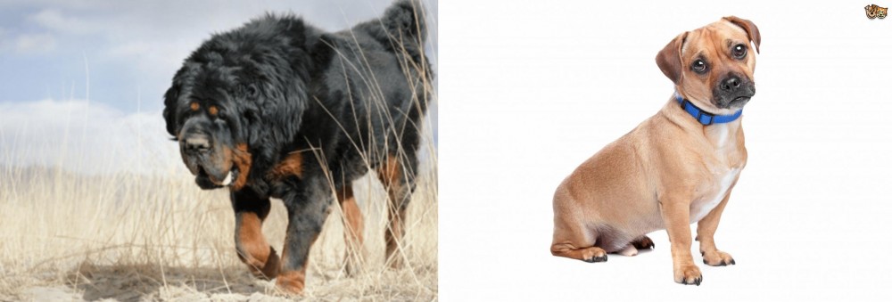 Jug vs Gaddi Kutta - Breed Comparison