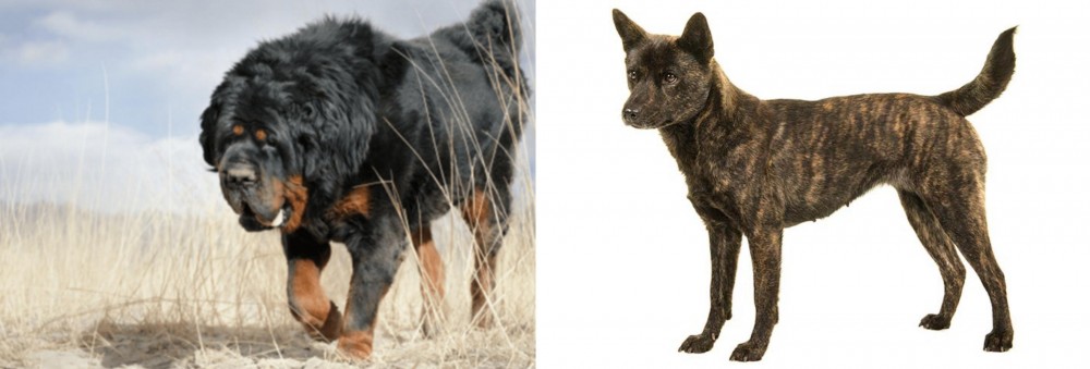 Kai Ken vs Gaddi Kutta - Breed Comparison