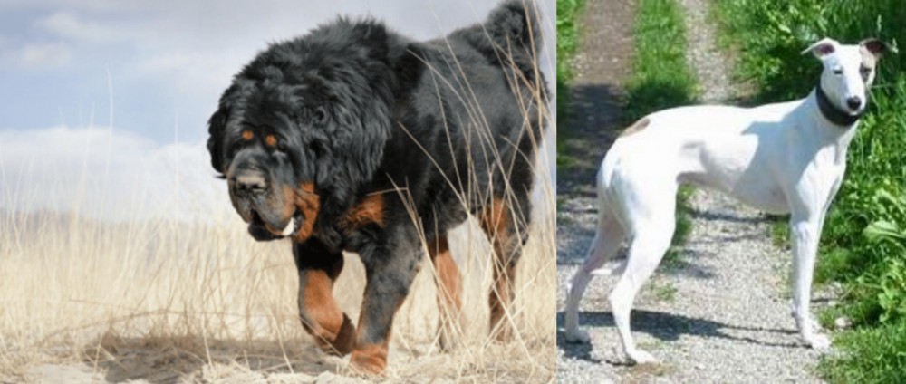 Kaikadi vs Gaddi Kutta - Breed Comparison