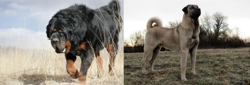Kangal Dog vs Gaddi Kutta - Breed Comparison